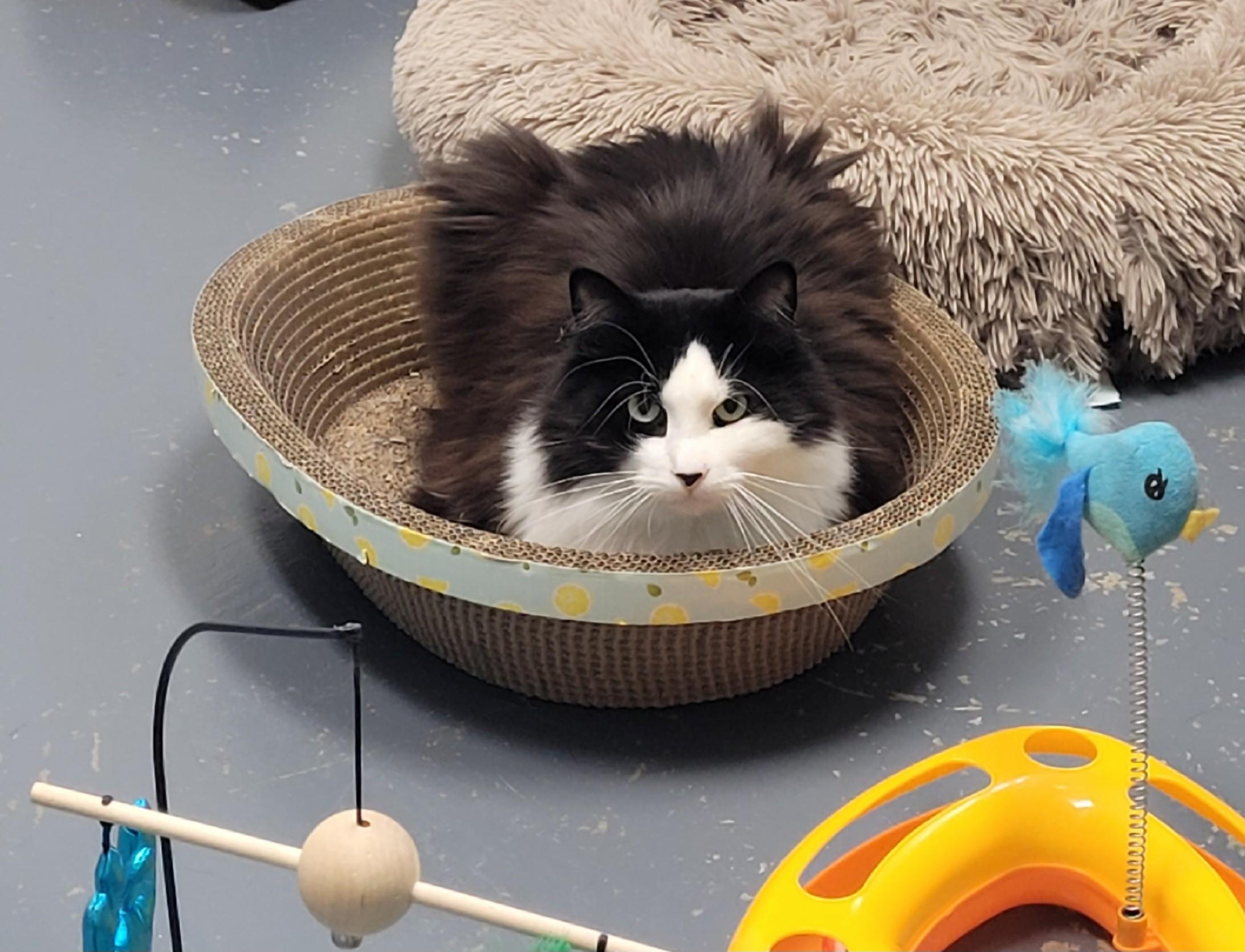 Enlarge Zenith, a ADOPTABLE Domestic Long Hair in North Attleboro, MA image 4/4