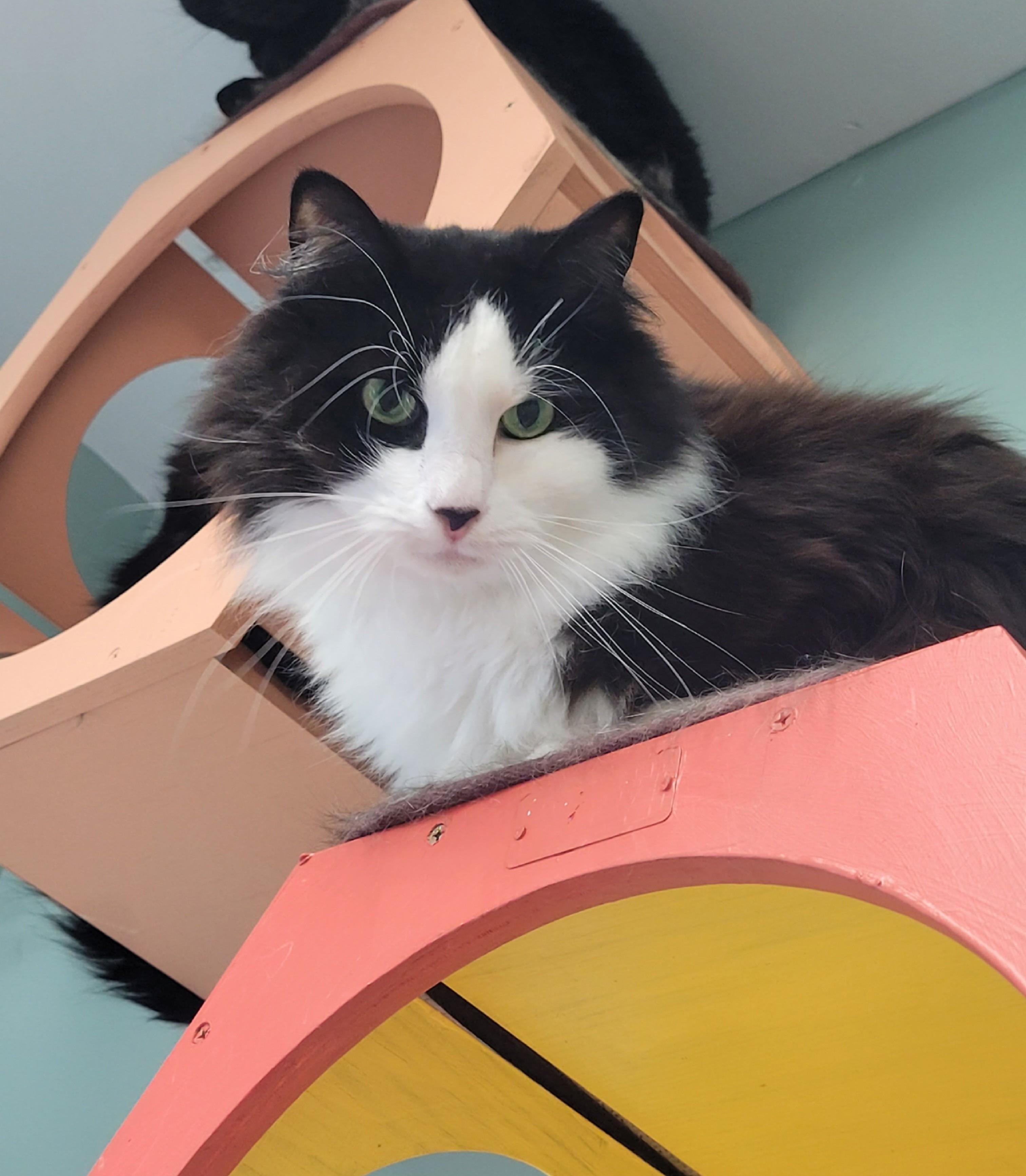 Zenith, ADOPTABLE, Adult Male Domestic Long Hair.