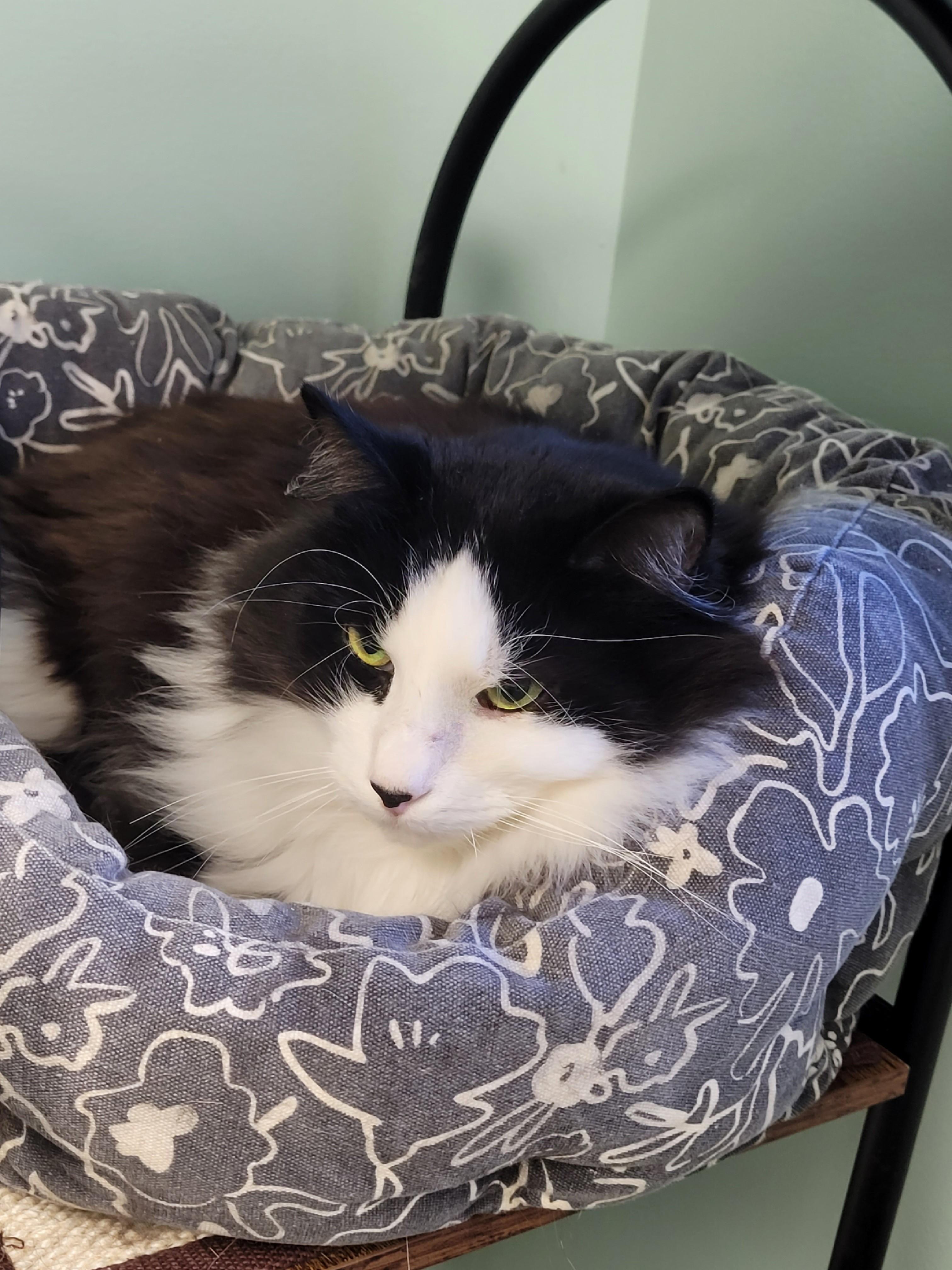 Zenith, ADOPTABLE, Adult Male Domestic Long Hair.