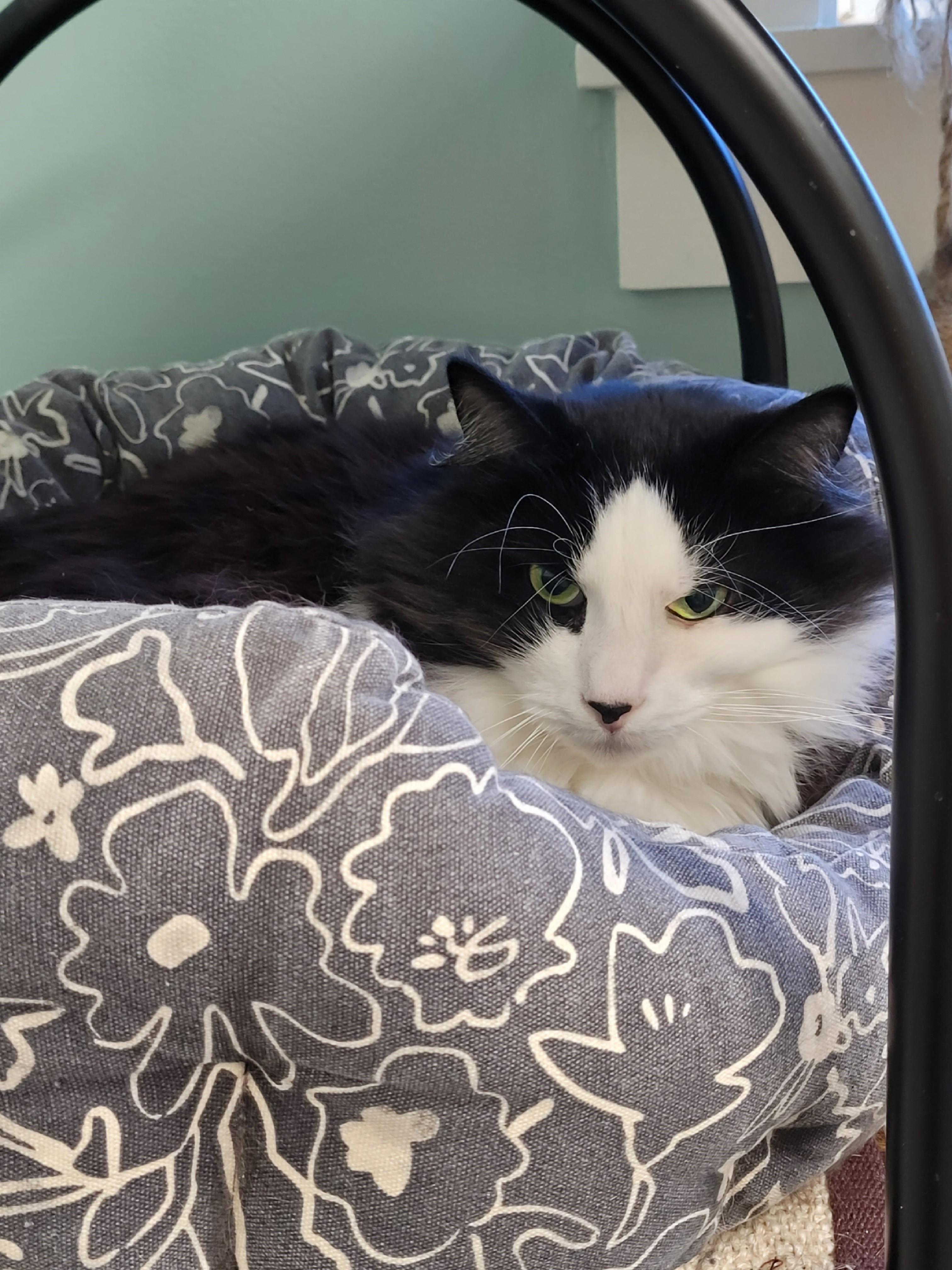 Enlarge Zenith, a ADOPTABLE Domestic Long Hair in North Attleboro, MA image 2/3