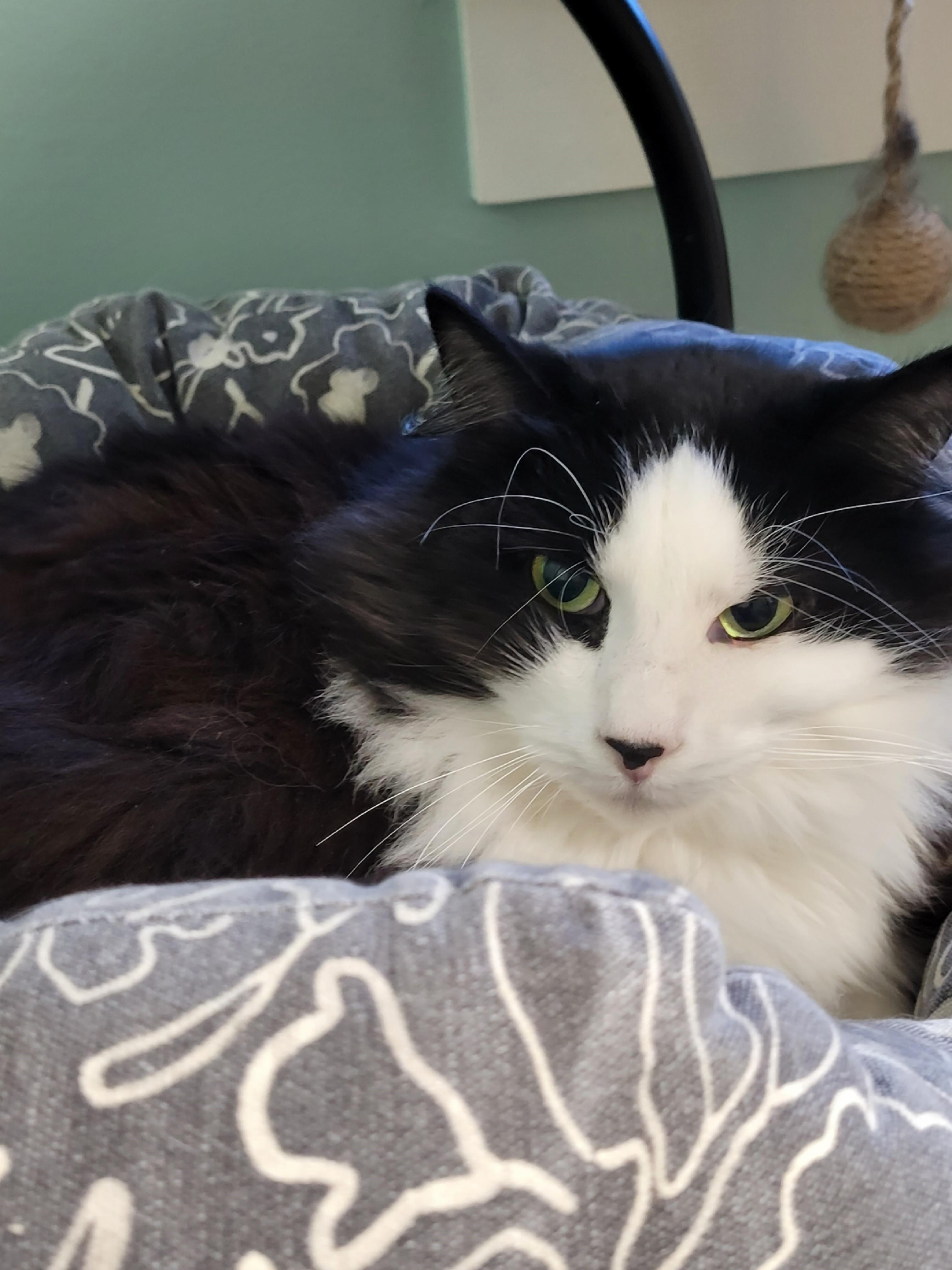 Enlarge Zenith, a ADOPTABLE Domestic Long Hair in North Attleboro, MA image 3/3