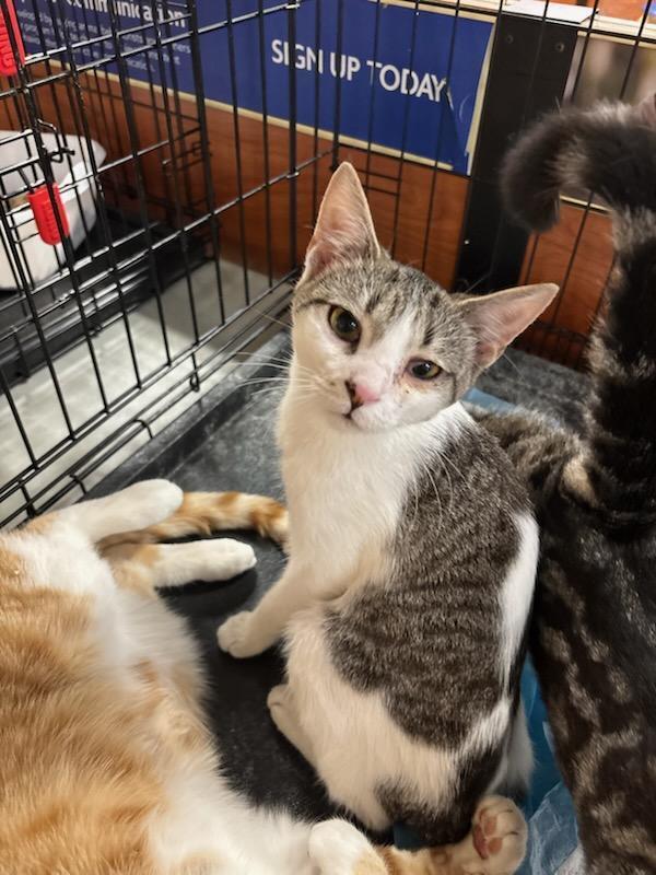 Spirit, Adoptable, Adult Female Domestic Short Hair.