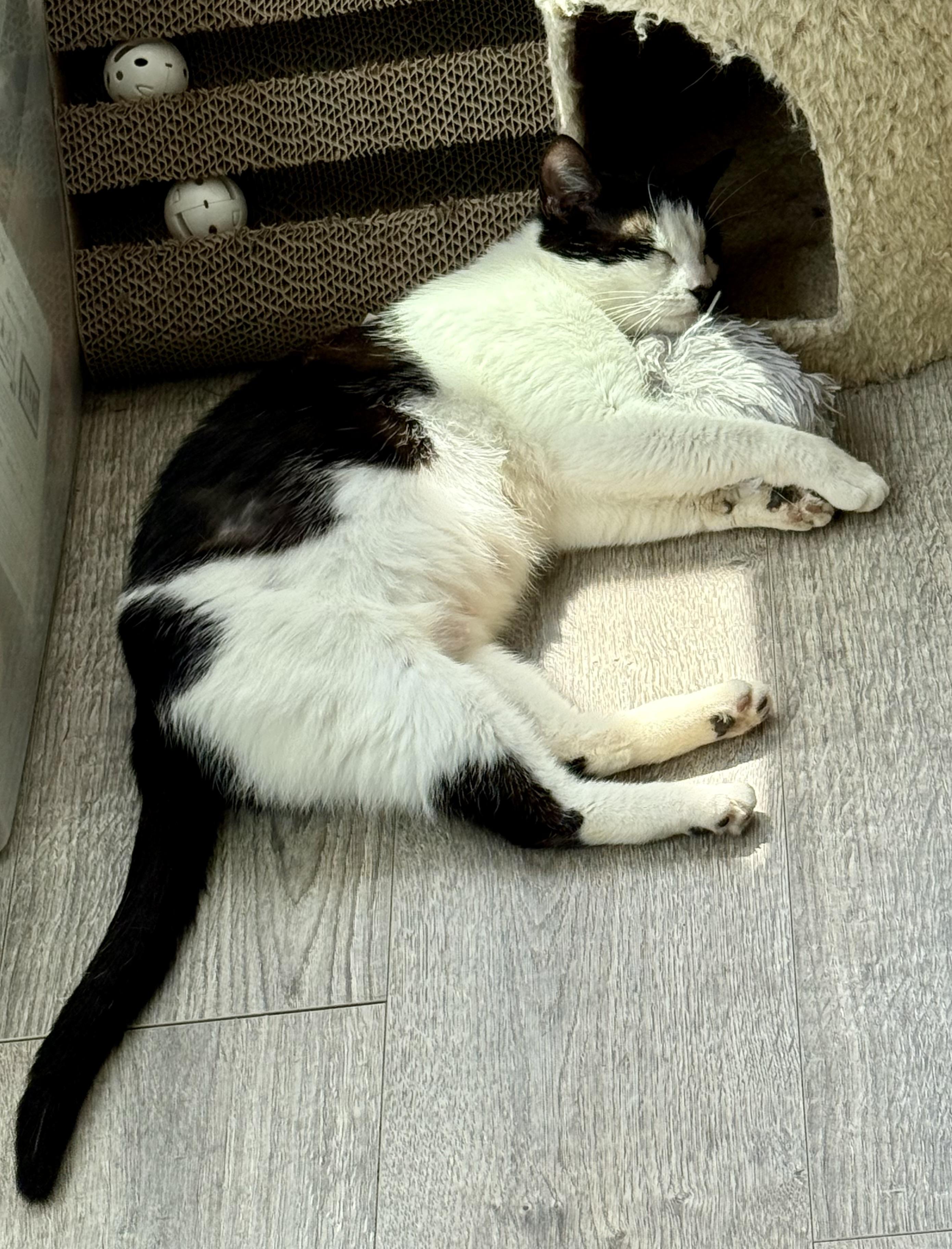 Enlarge Luna, a ADOPTABLE Domestic Short Hair in Johnson City, TN image 2/4