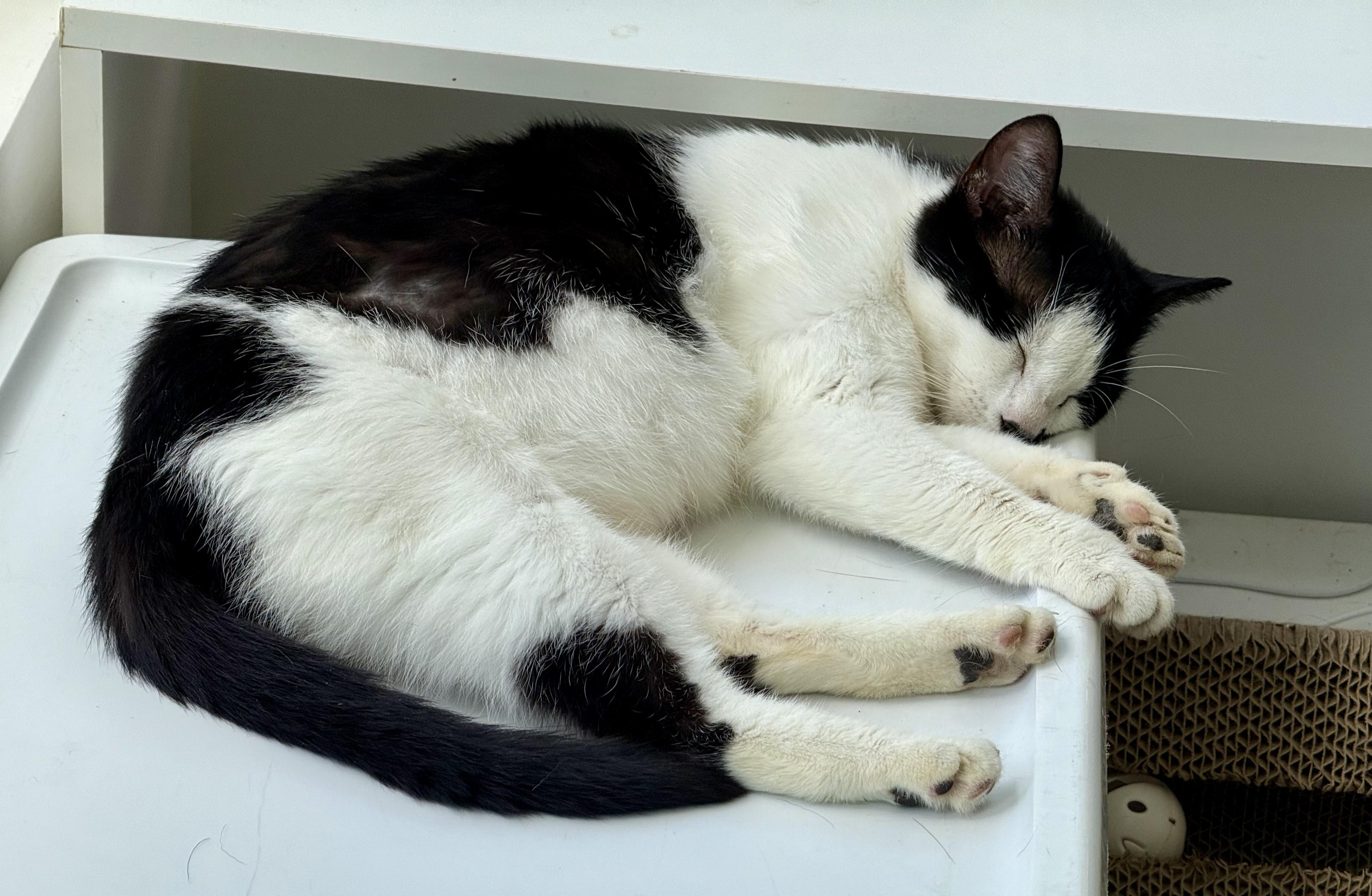 Enlarge Luna, a ADOPTABLE Domestic Short Hair in Johnson City, TN image 3/4