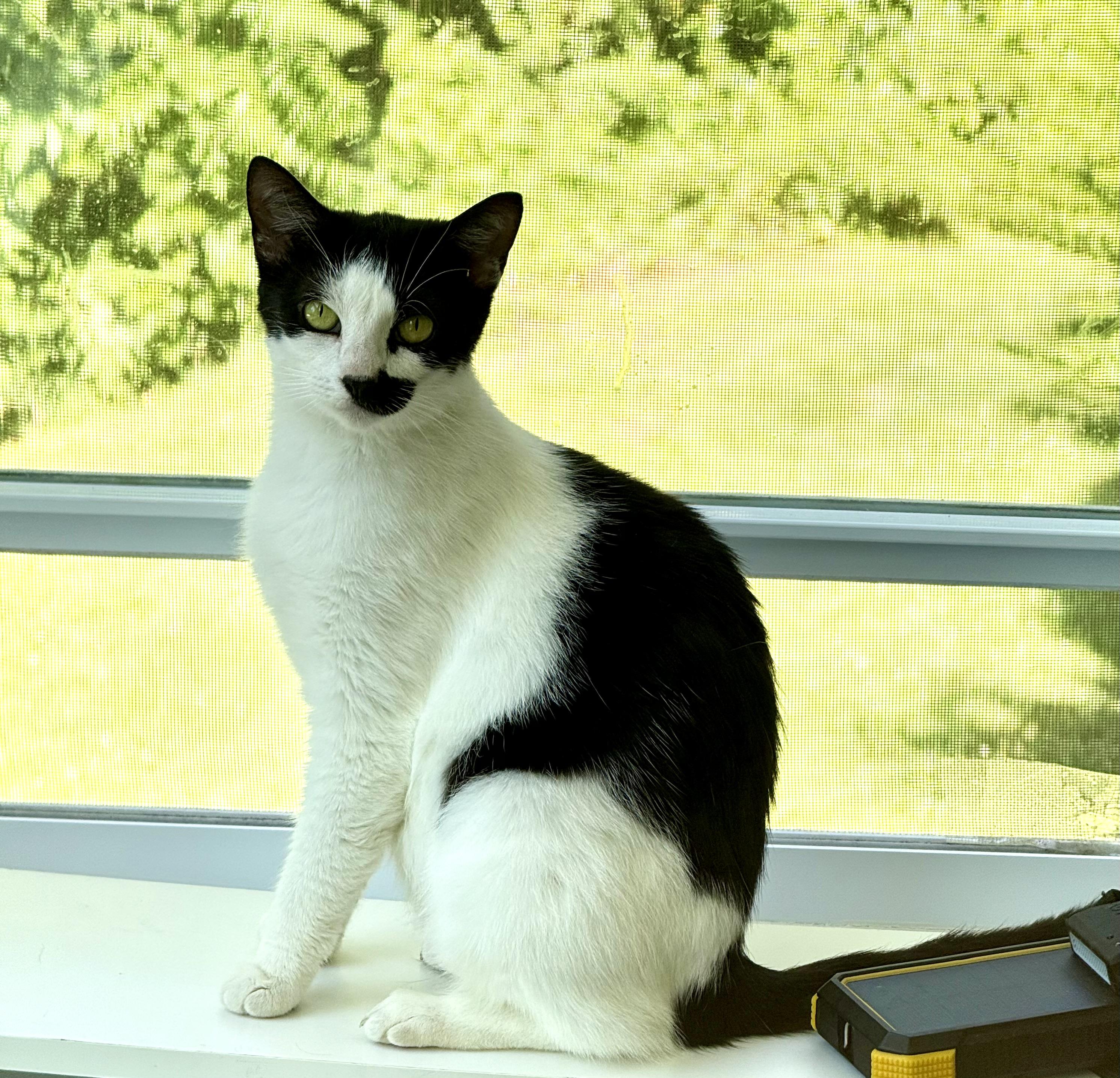 Enlarge Luna, a ADOPTABLE Domestic Short Hair in Johnson City, TN image 1/4