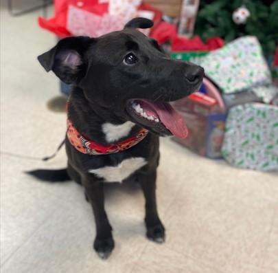 Enlarge GIRLIE, a Adoptable Labrador Retriever in Sugar Land, TX image 1/1