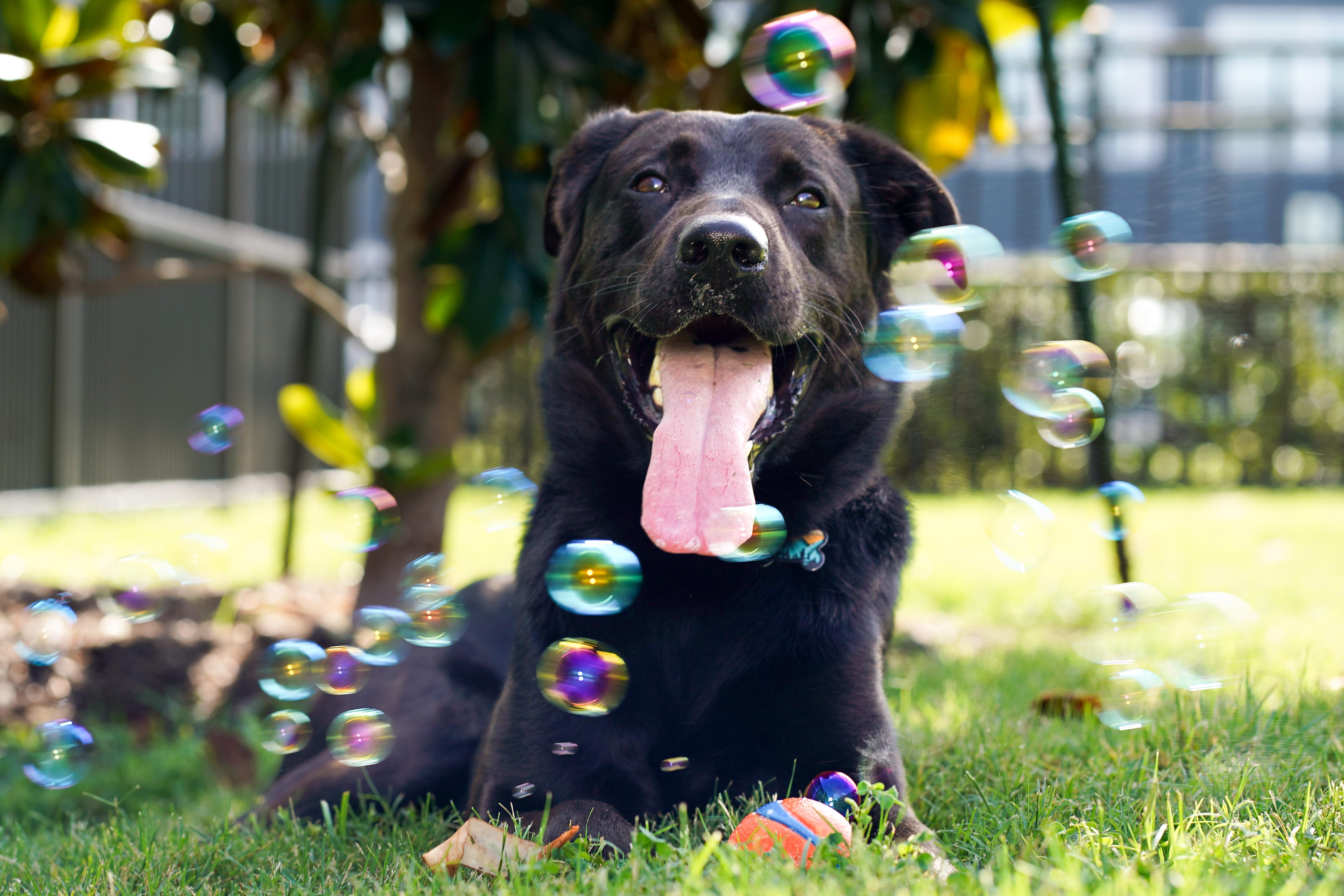 Enlarge Exodus, a Adoptable mixed breed in Ontario, OR image 3/4
