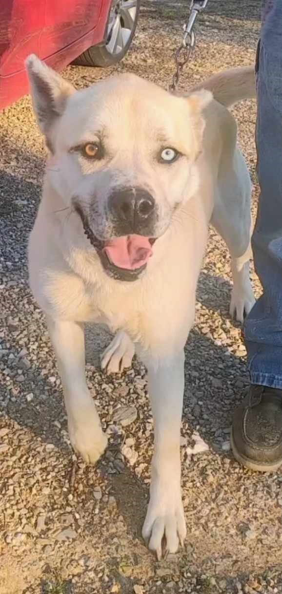 Buddy