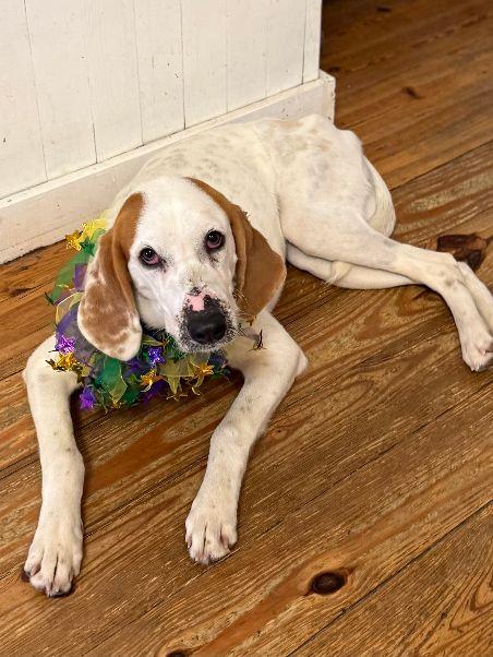 Delilah, an adopted Treeing Walker Coonhound in Harrisburg, PA image 6/6