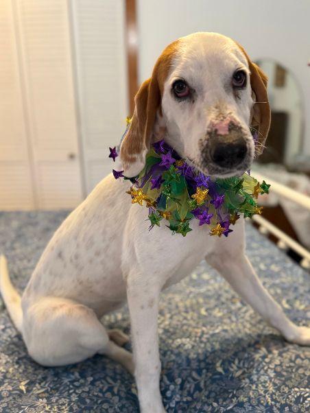 Delilah, an adopted Treeing Walker Coonhound in Harrisburg, PA image 2/6