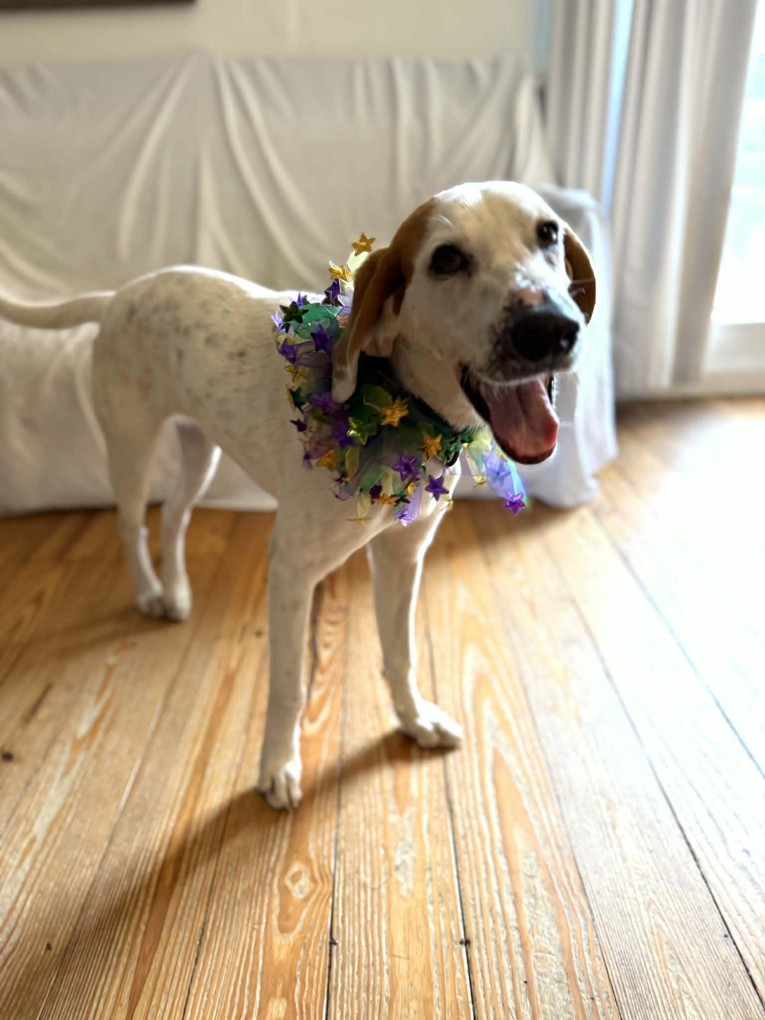 Delilah, adopted, Adult Female Treeing Walker Coonhound.