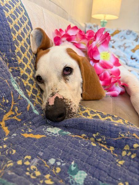 Delilah, an adopted Treeing Walker Coonhound in Harrisburg, PA image 5/6