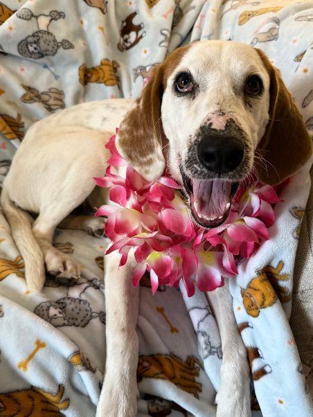 Delilah, an adopted Treeing Walker Coonhound in Harrisburg, PA image 3/6