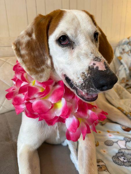 Delilah, an adopted Treeing Walker Coonhound in Harrisburg, PA image 4/6