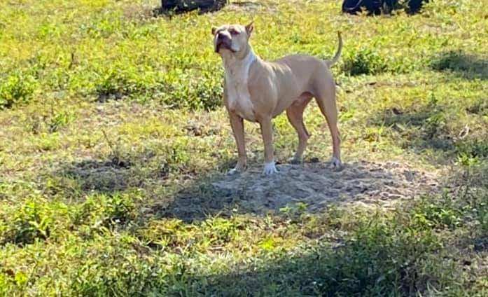 Bully, Adoptable, Adult Male American Staffordshire Terrier.