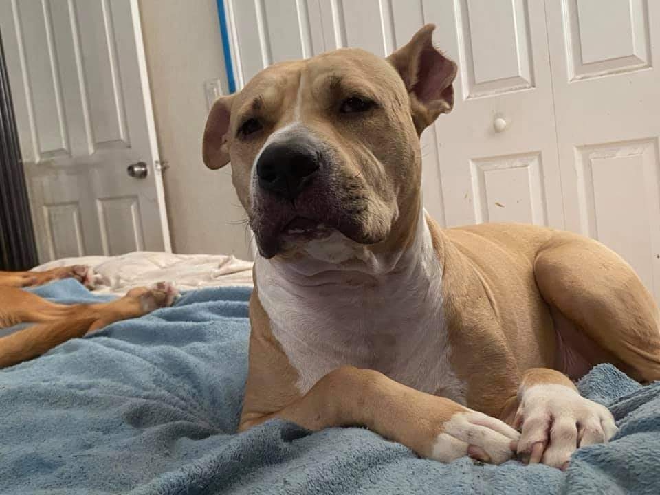 Enlarge Bully, a Adoptable mixed breed in Spring Hill, FL image 2/12