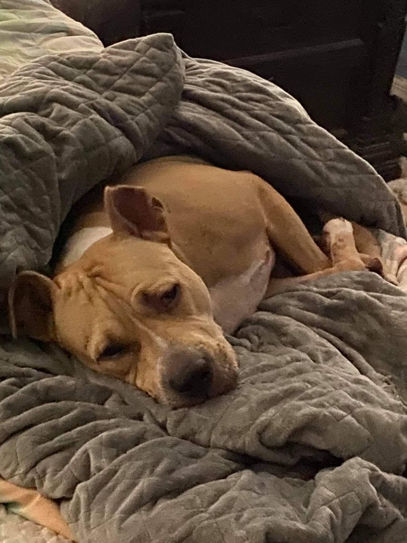 Enlarge Bully, a Adoptable mixed breed in Spring Hill, FL image 3/12