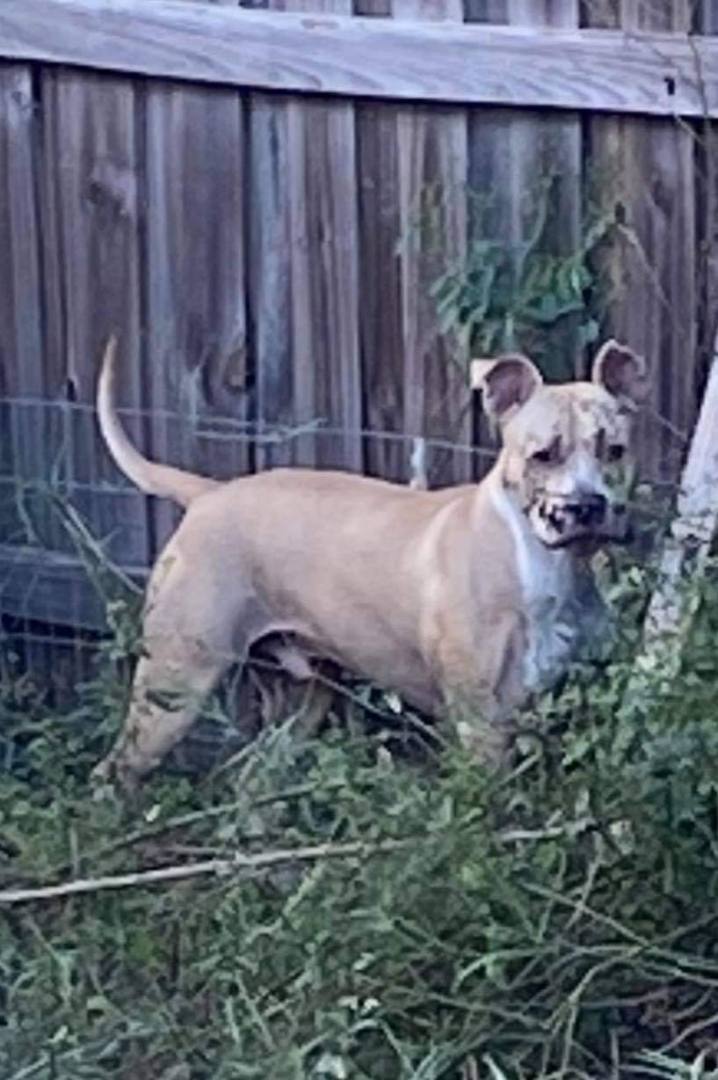 Enlarge Bully, a Adoptable mixed breed in Spring Hill, FL image 5/12