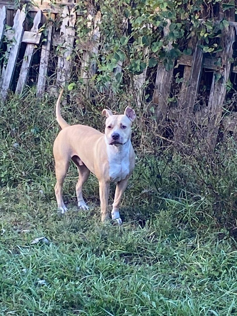Enlarge Bully, a Adoptable mixed breed in Spring Hill, FL image 6/12