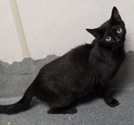 Enlarge FC 99 Pepper, a Adoptable Domestic Short Hair in Glen Allen, VA image 1/1
