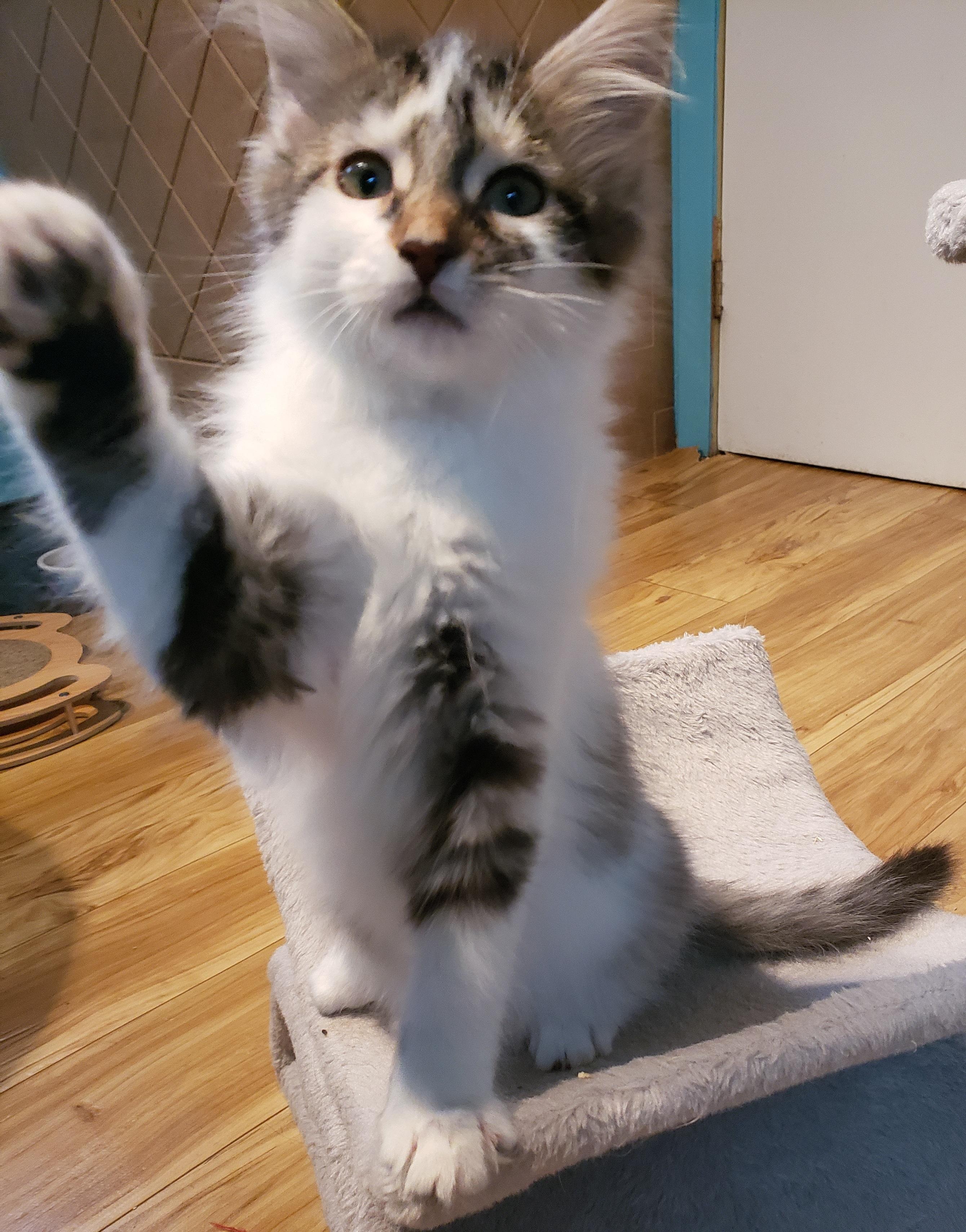 Bethania, a Adoptable Domestic Medium Hair in Anjou, QC image 1/4