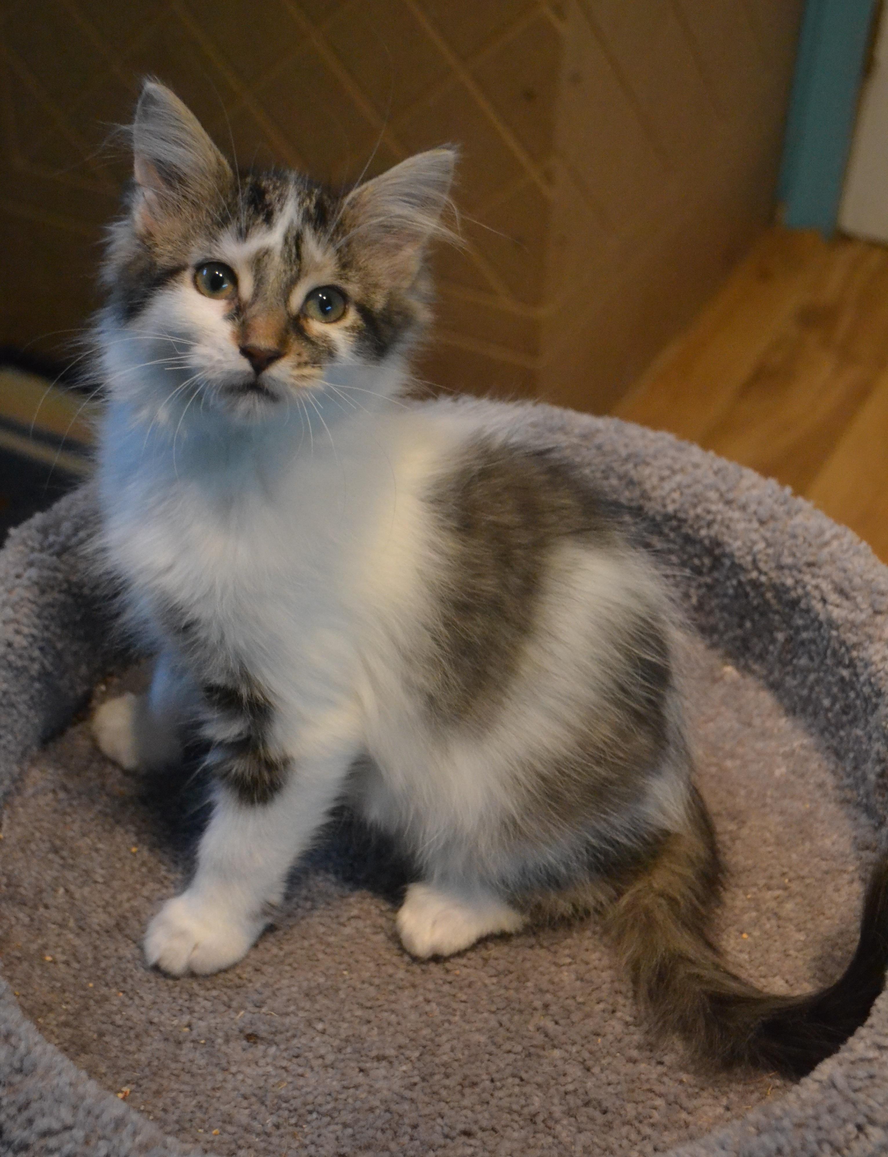 Bethania, a Adoptable Domestic Medium Hair in Anjou, QC image 2/4