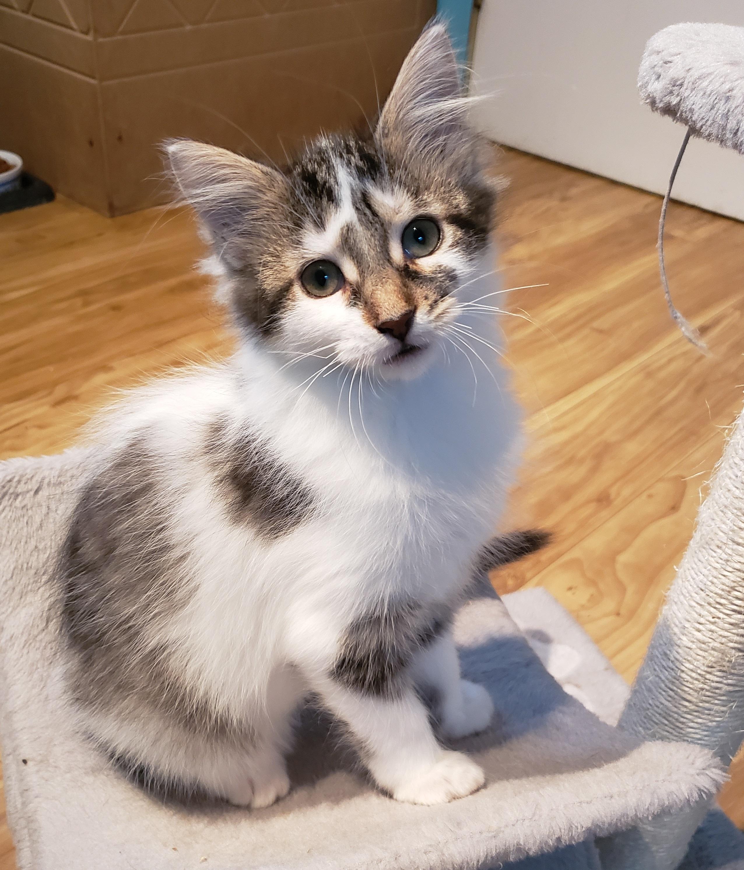 Bethania, a Adoptable Domestic Medium Hair in Anjou, QC image 3/4