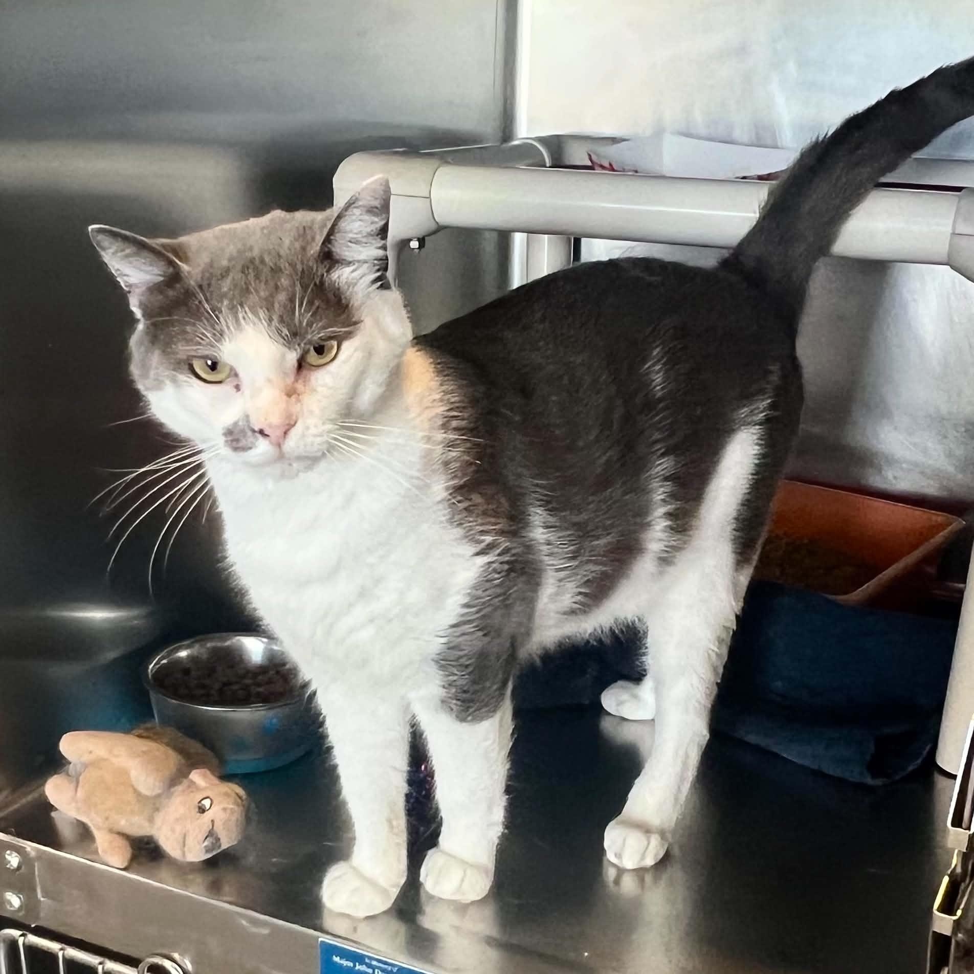 Gojo, adopted, Adult Male Domestic Short Hair.