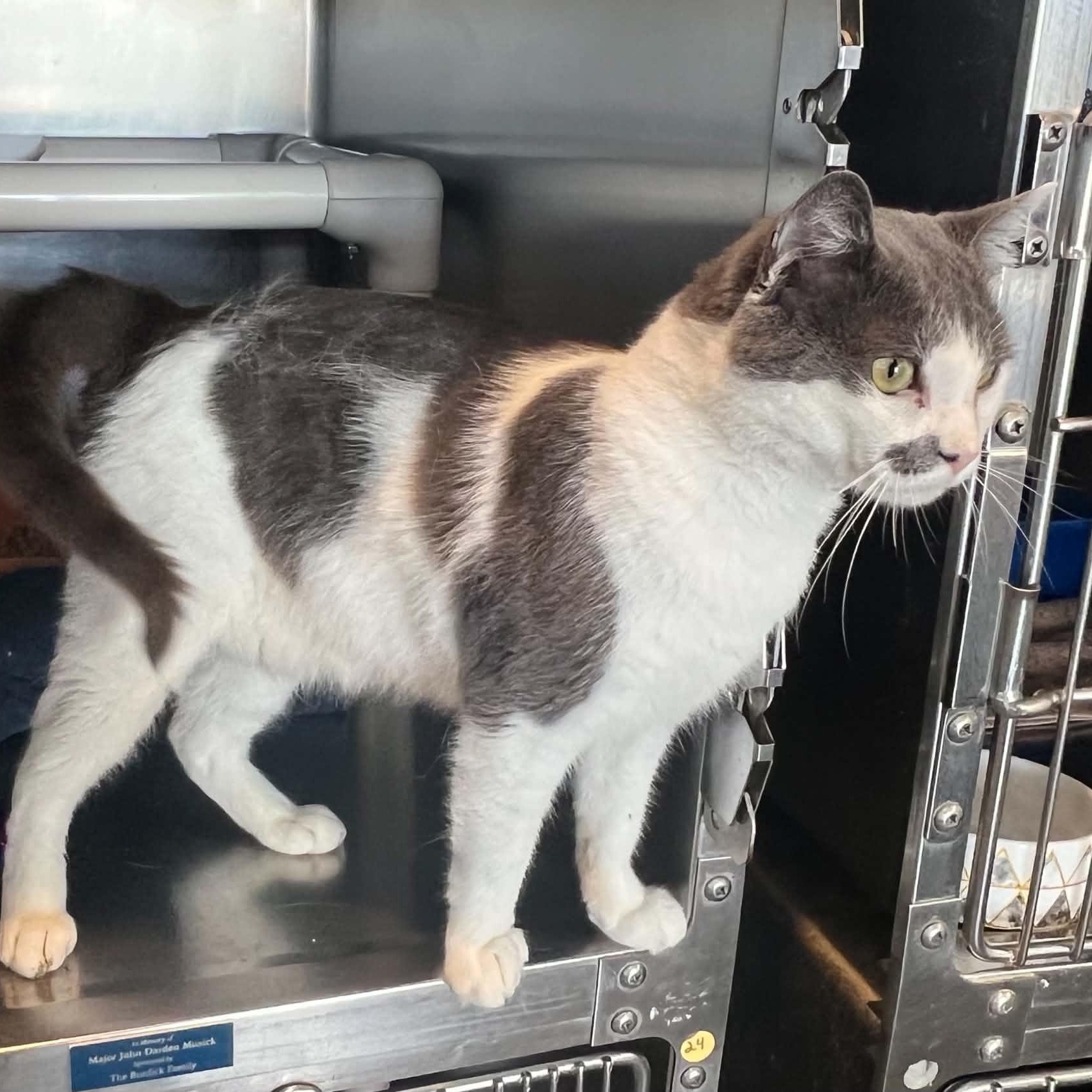 Gojo, an adopted Domestic Short Hair in Myrtle Beach, SC image 3/6