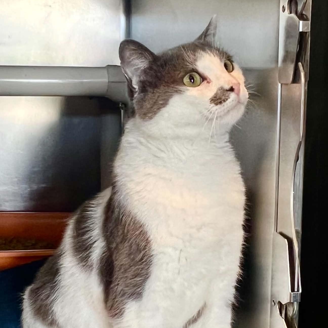 Gojo, an adopted Domestic Short Hair in Myrtle Beach, SC image 2/6