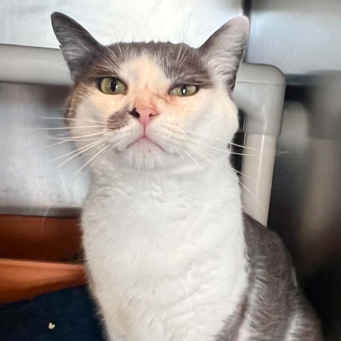 Gojo, an adopted Domestic Short Hair in Myrtle Beach, SC image 5/6