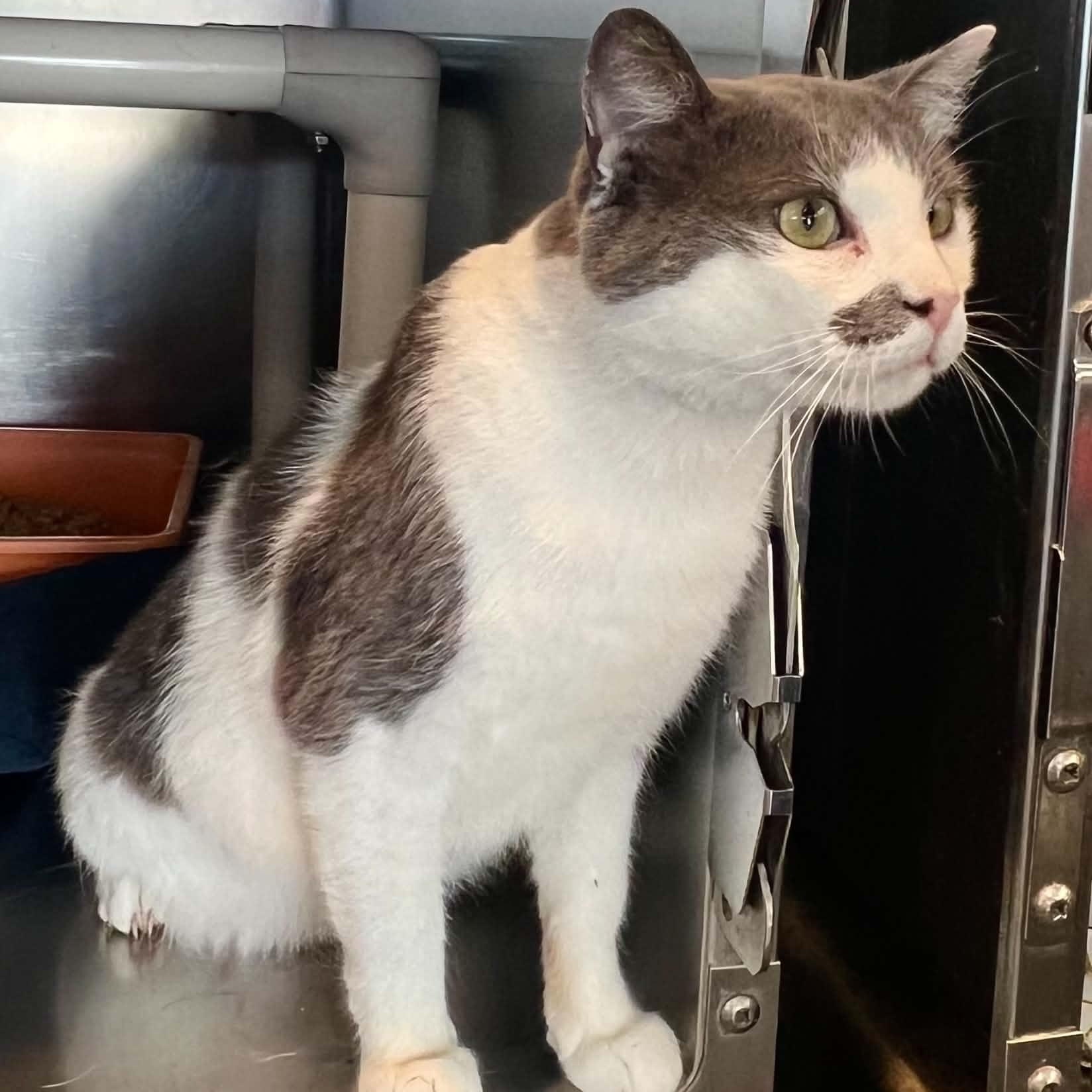 Gojo, an adopted Domestic Short Hair in Myrtle Beach, SC image 4/6