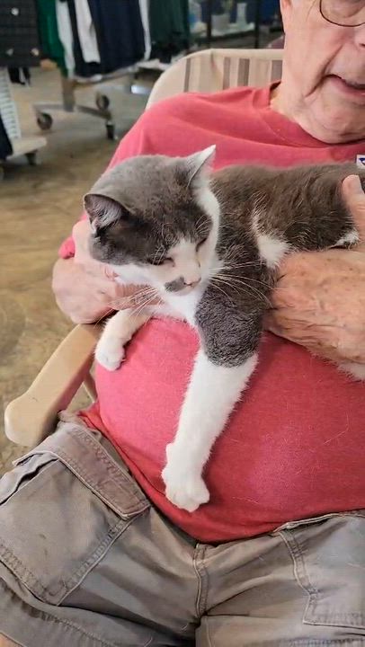 Enlarge Gojo, an adopted Domestic Short Hair in Myrtle Beach, SC video 6/6