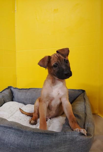 Cupid, Adoptable, Puppy Male Mixed Breed & Mixed Breed.