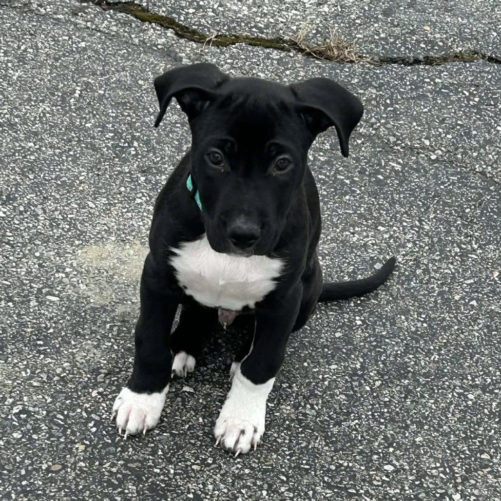 Gregory, Adoptable, Puppy Male Hound & Labrador Retriever.