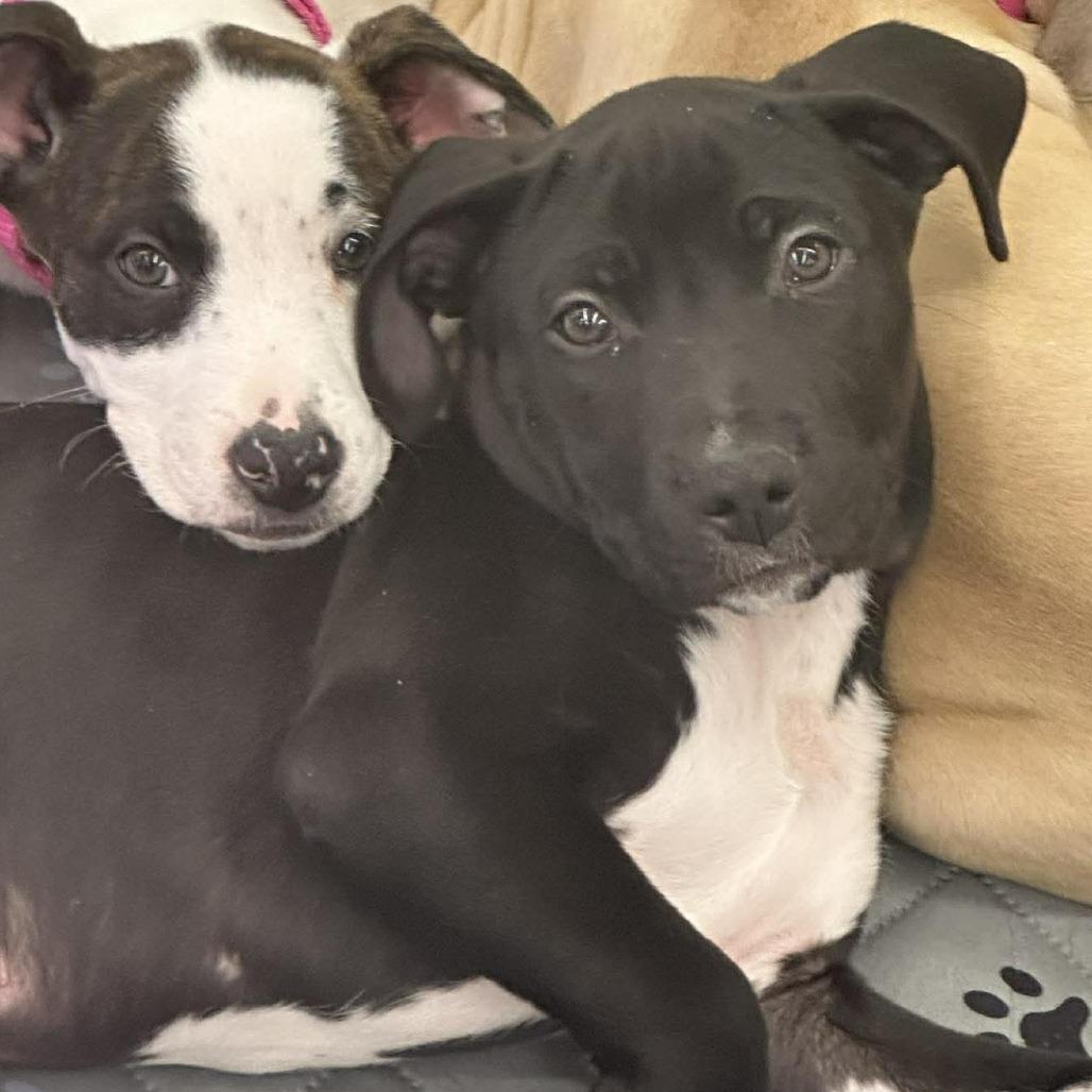 Enlarge Gregory, a Adoptable mixed breed in Griswold, CT image 3/6