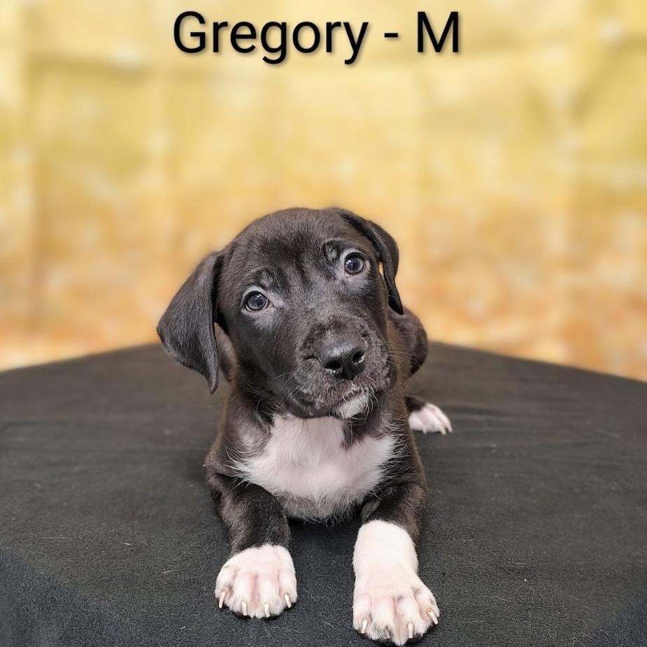 Enlarge Gregory, a Adoptable mixed breed in Griswold, CT image 4/6