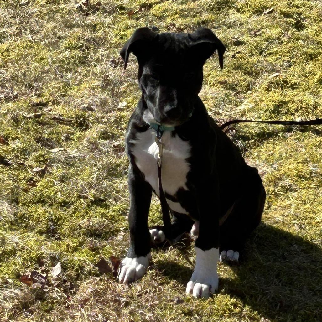 Enlarge Gregory, a Adoptable mixed breed in Griswold, CT image 5/6