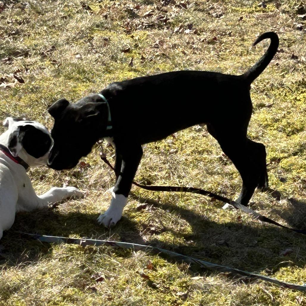 Enlarge Gregory, a Adoptable mixed breed in Griswold, CT image 6/6