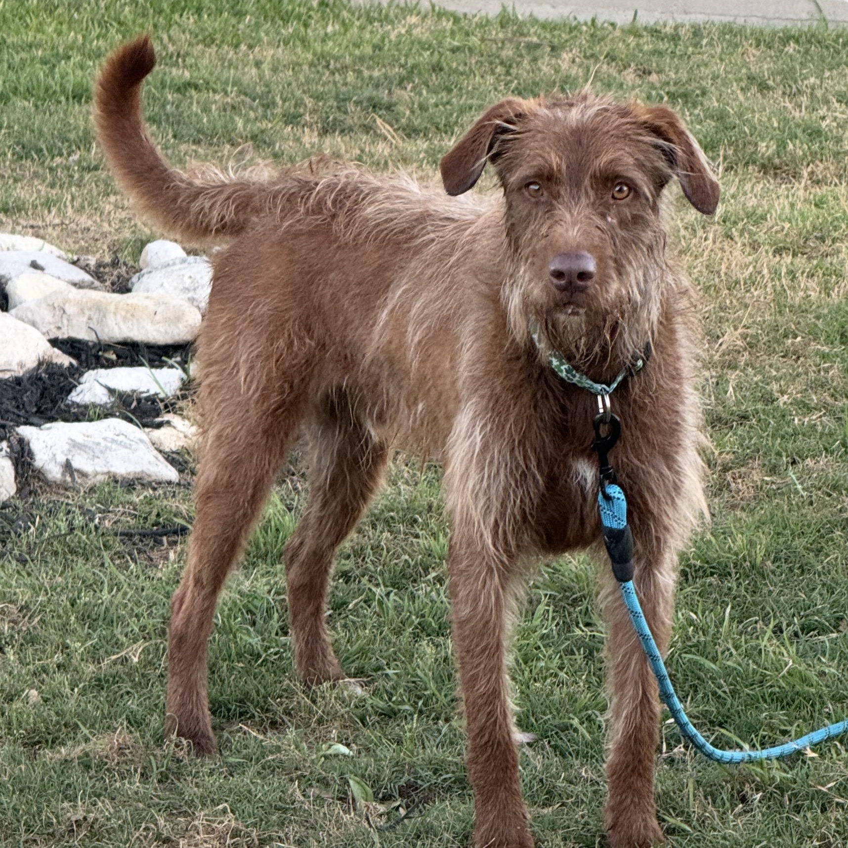 Lucky, a Adoptable mixed breed in Austin, TX image 2/4