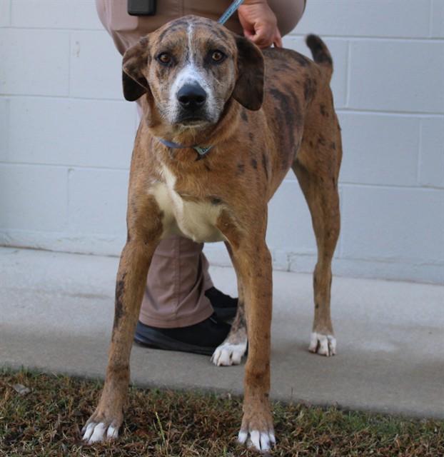 PONCHO, Adoptable, Young Male Catahoula Leopard Dog.