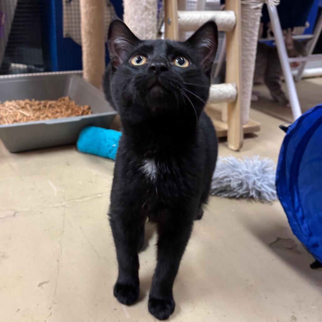 Enlarge Bones, a Adoptable Domestic Short Hair in Morgan Hill, CA image 1/3