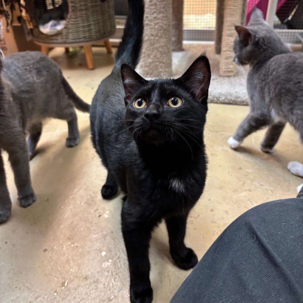 Enlarge Bones, a Adoptable Domestic Short Hair in Morgan Hill, CA image 3/3