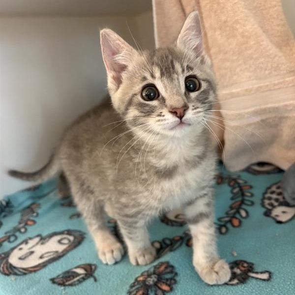 Elsa, Adoptable, Kitten Female Domestic Short Hair.
