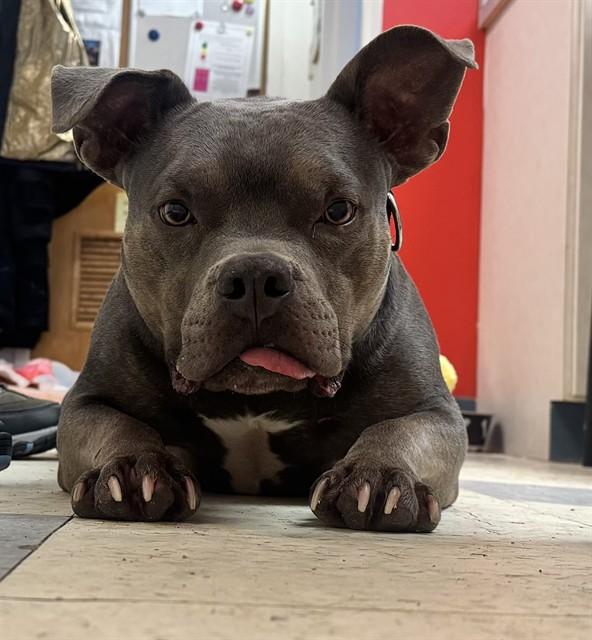 BOOGIE, Adoptable, Adult Male American Bulldog & Mixed Breed.