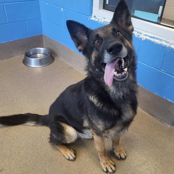 Max, a Adoptable German Shepherd Dog in Chatham, VA image 1/6