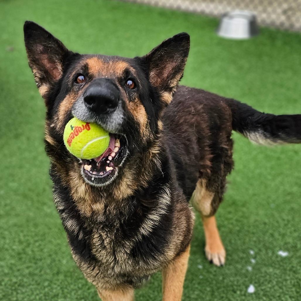 Max, a Adoptable German Shepherd Dog in Chatham, VA image 2/6