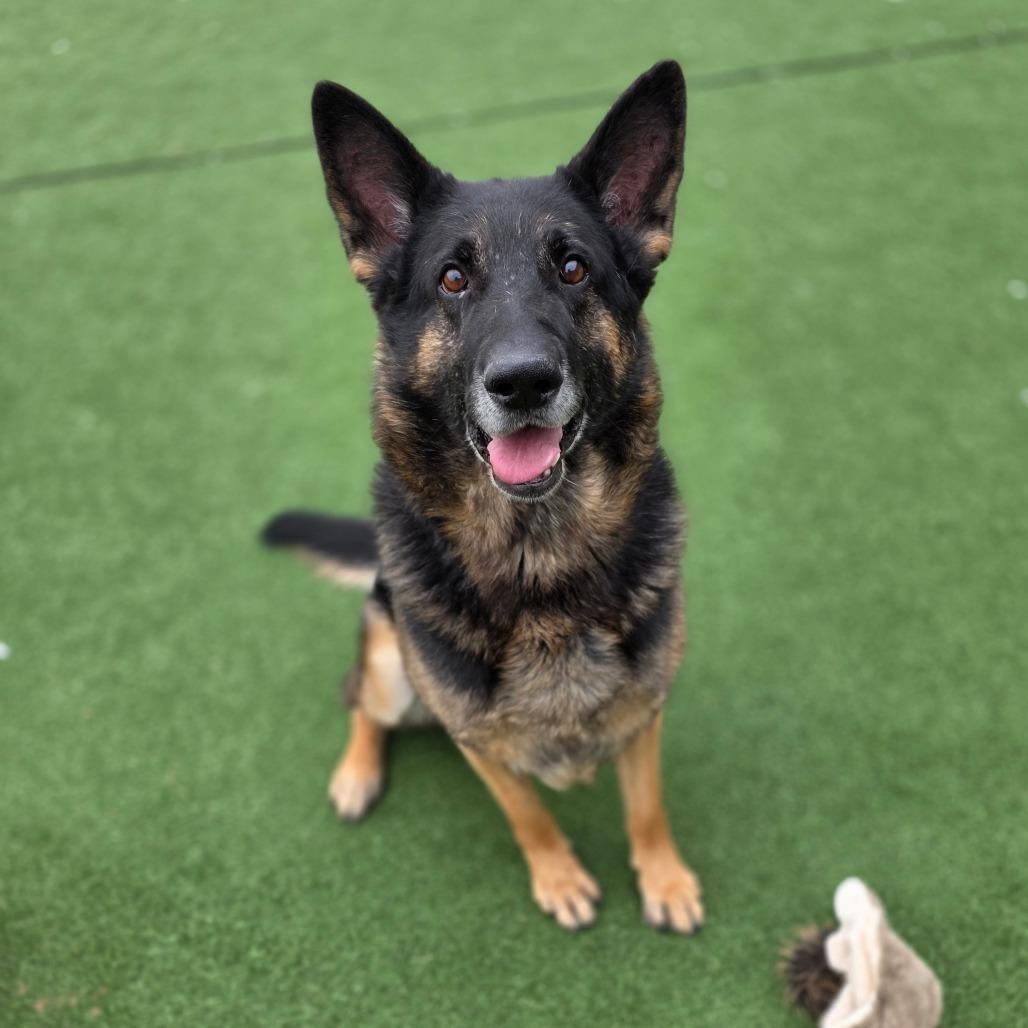 Enlarge Max, a Adoptable German Shepherd Dog in Chatham, VA image 3/6