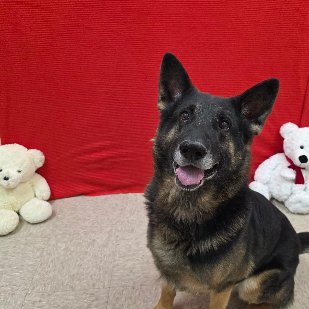 Enlarge Max, a Adoptable German Shepherd Dog in Chatham, VA image 4/6