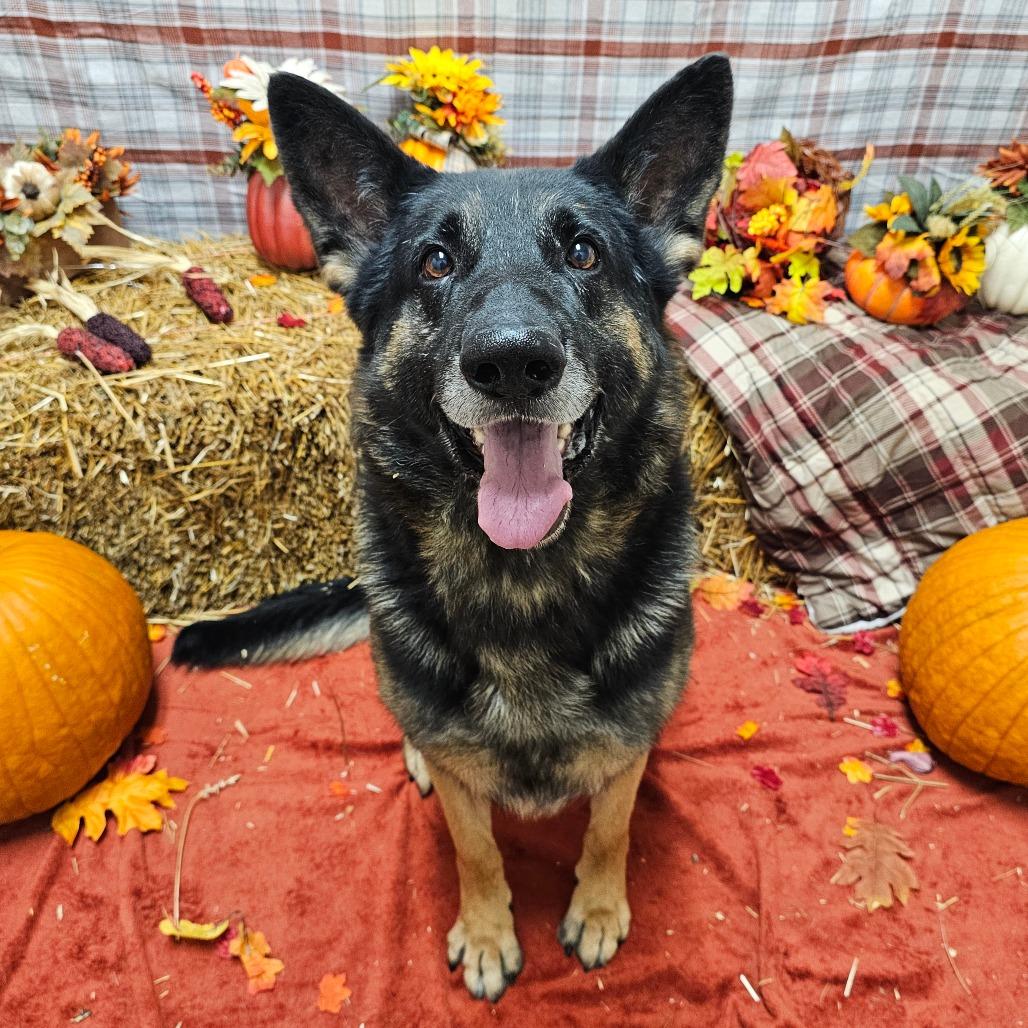 Enlarge Max, a Adoptable German Shepherd Dog in Chatham, VA image 5/6
